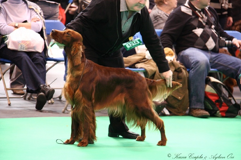 Crufts2011 294.jpg